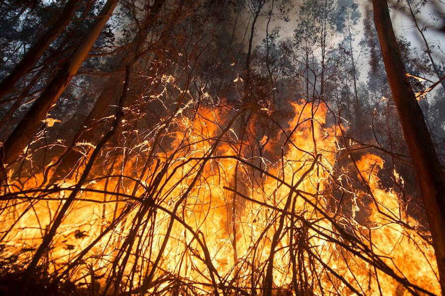 El norte de España se ha visto asolado este fin de semana con más de un centenar de incendios que han afectado duramente a Asturias, Cantabria y Vizcaya. Algunos de ellos ya están controlado, pero, en el Principado, 99 de ellos aún continuan en activos; mientras que en Cantabria el número de incendios activos se ha rebajado de 21 a 17, de un total de más de 60 que fueron provocados en la comunidad autónoma.