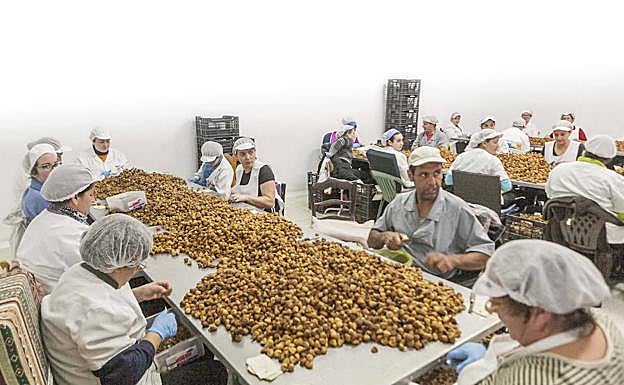 Industria extremeña transformadora de higo:: HOY