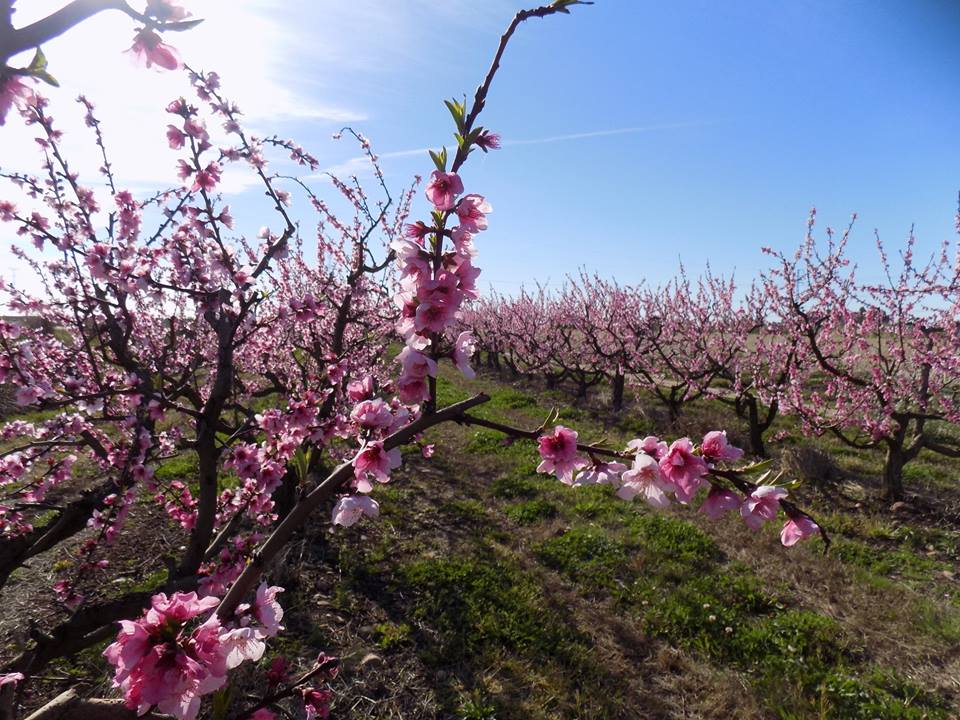 Más de 300 personas han participado este domingo 10 de marzo en una ruta senderista entre los frutales florecidos de las Vegas del Guadiana, que en estas fechas muestran su máximo esplendor