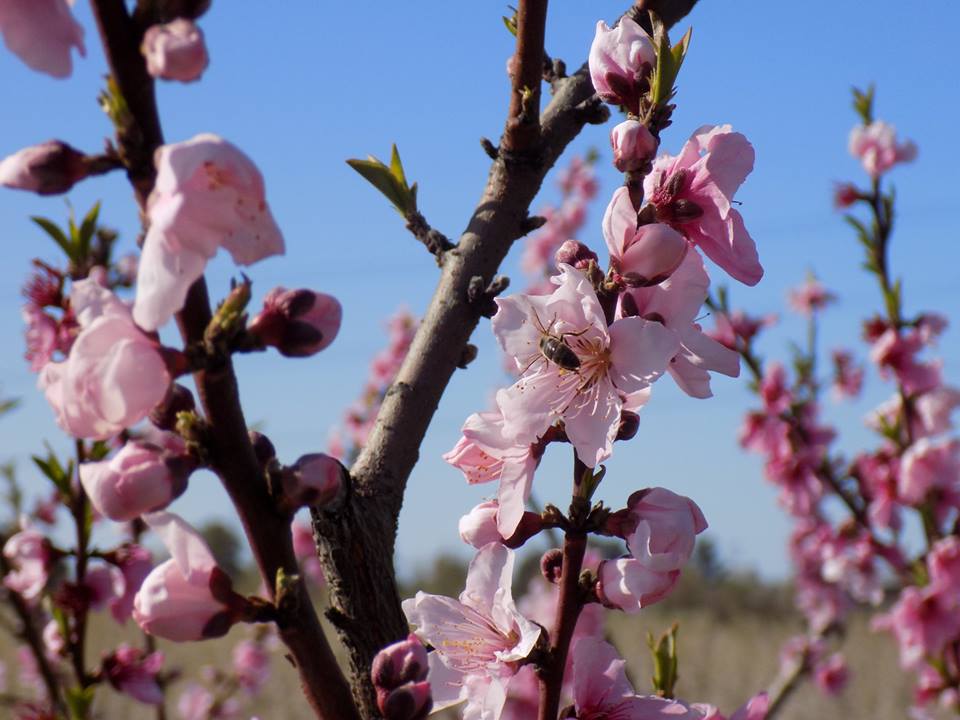 Más de 300 personas han participado este domingo 10 de marzo en una ruta senderista entre los frutales florecidos de las Vegas del Guadiana, que en estas fechas muestran su máximo esplendor