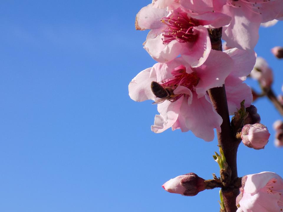 Más de 300 personas han participado este domingo 10 de marzo en una ruta senderista entre los frutales florecidos de las Vegas del Guadiana, que en estas fechas muestran su máximo esplendor