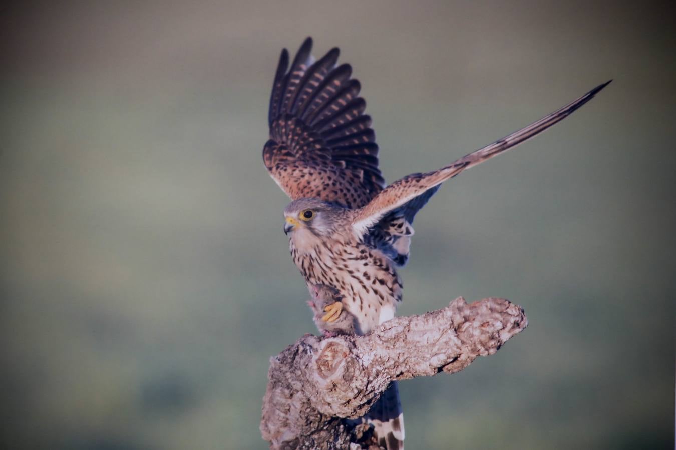 Del 21 de febrero hasta el 14 de marzo se expone, en el Ateneo de Cáceres, la muestra de fotografías titulada «Objetivo natural, los otros pobladores de la dehesa». Se trata de una muestra que ha recorrido otras ciudades de la geografía extremeña.
