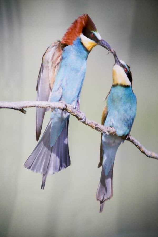 Del 21 de febrero hasta el 14 de marzo se expone, en el Ateneo de Cáceres, la muestra de fotografías titulada «Objetivo natural, los otros pobladores de la dehesa». Se trata de una muestra que ha recorrido otras ciudades de la geografía extremeña.