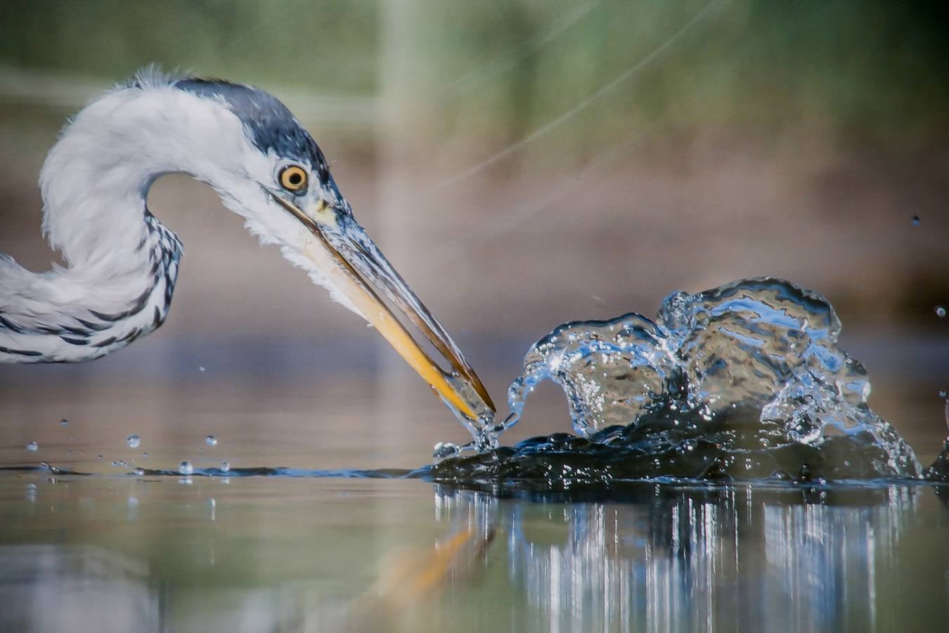 Del 21 de febrero hasta el 14 de marzo se expone, en el Ateneo de Cáceres, la muestra de fotografías titulada «Objetivo natural, los otros pobladores de la dehesa». Se trata de una muestra que ha recorrido otras ciudades de la geografía extremeña.