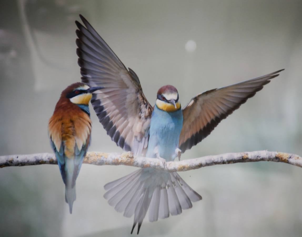 Del 21 de febrero hasta el 14 de marzo se expone, en el Ateneo de Cáceres, la muestra de fotografías titulada «Objetivo natural, los otros pobladores de la dehesa». Se trata de una muestra que ha recorrido otras ciudades de la geografía extremeña.