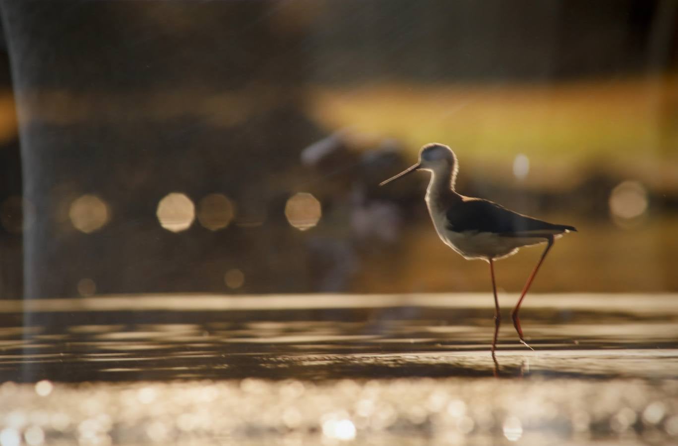 Del 21 de febrero hasta el 14 de marzo se expone, en el Ateneo de Cáceres, la muestra de fotografías titulada «Objetivo natural, los otros pobladores de la dehesa». Se trata de una muestra que ha recorrido otras ciudades de la geografía extremeña.