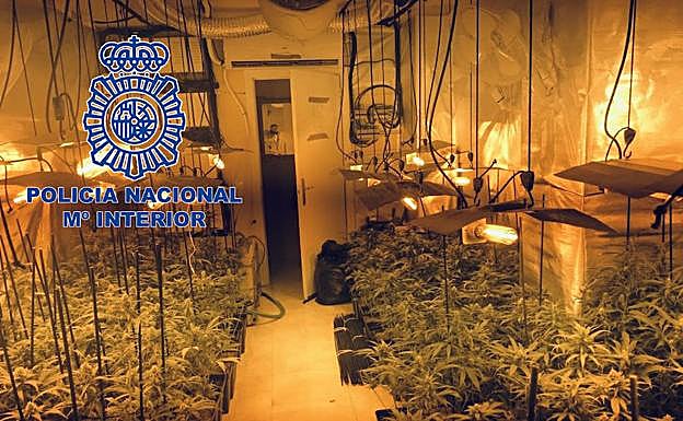 Detenidas dos personas por cultivar 434 plantas de marihuana en una vivienda de Mérida