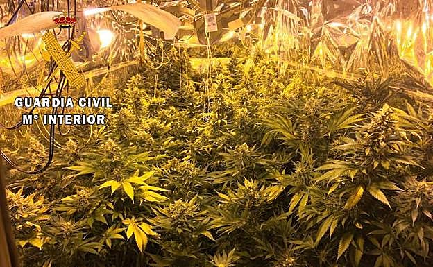 Detienen a seis personas y desmantelan tres plantaciones de marihuana en la provincia de Cáceres