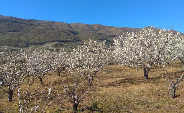 Cerezos florecidos en el Valle del Jerte:: HOY