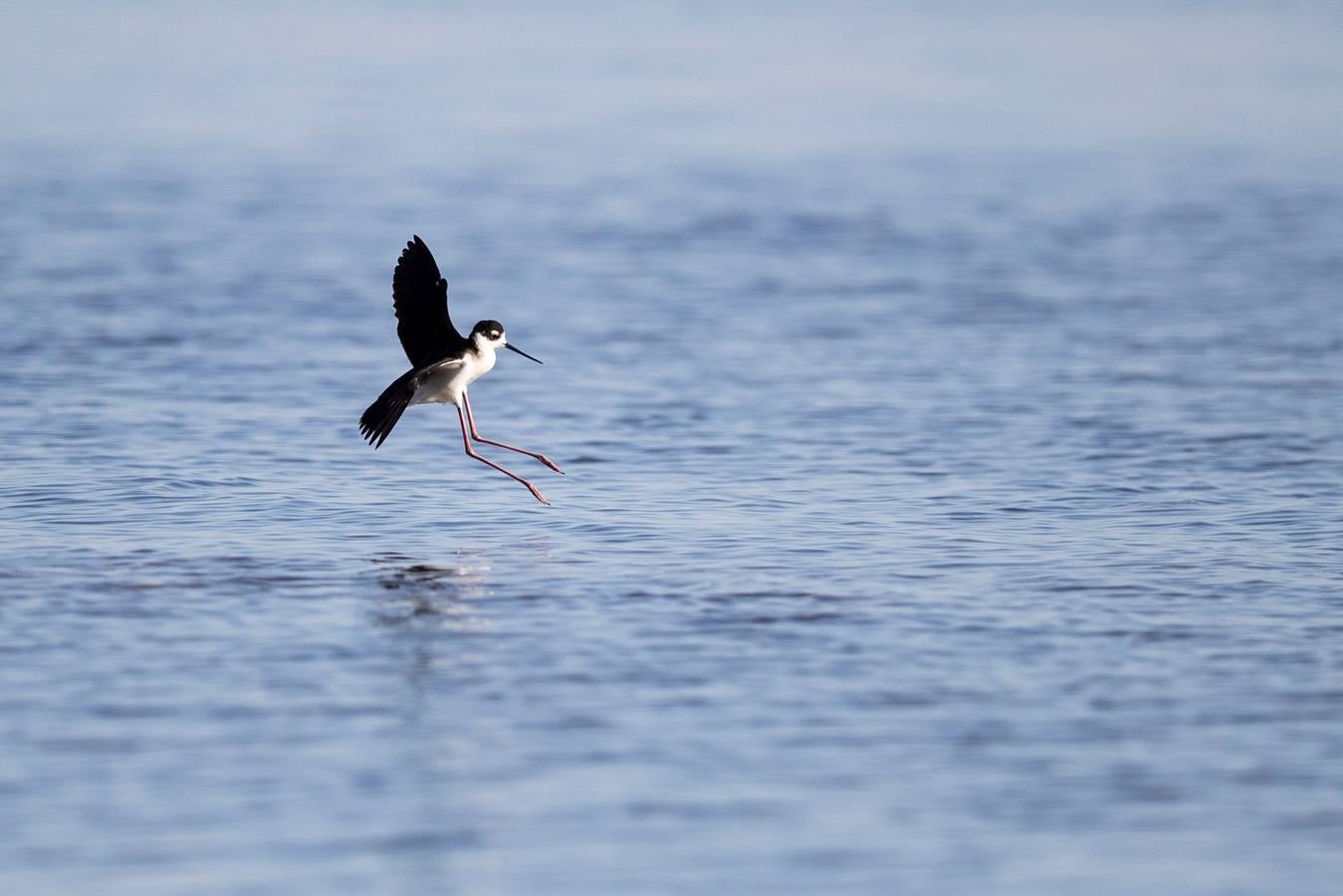 El Lago Salton, poco profundo y salino, es el lago más grande de California, donde miles de aves migratorias utilizan sus orillas y aguas para reponer fuerzas y descansar. A medida que el lago se contamina más y se reduce por el uso de la agricultura y la sequía en los últimos años, la población de aves migratorias ha experimentado un descenso drástico.