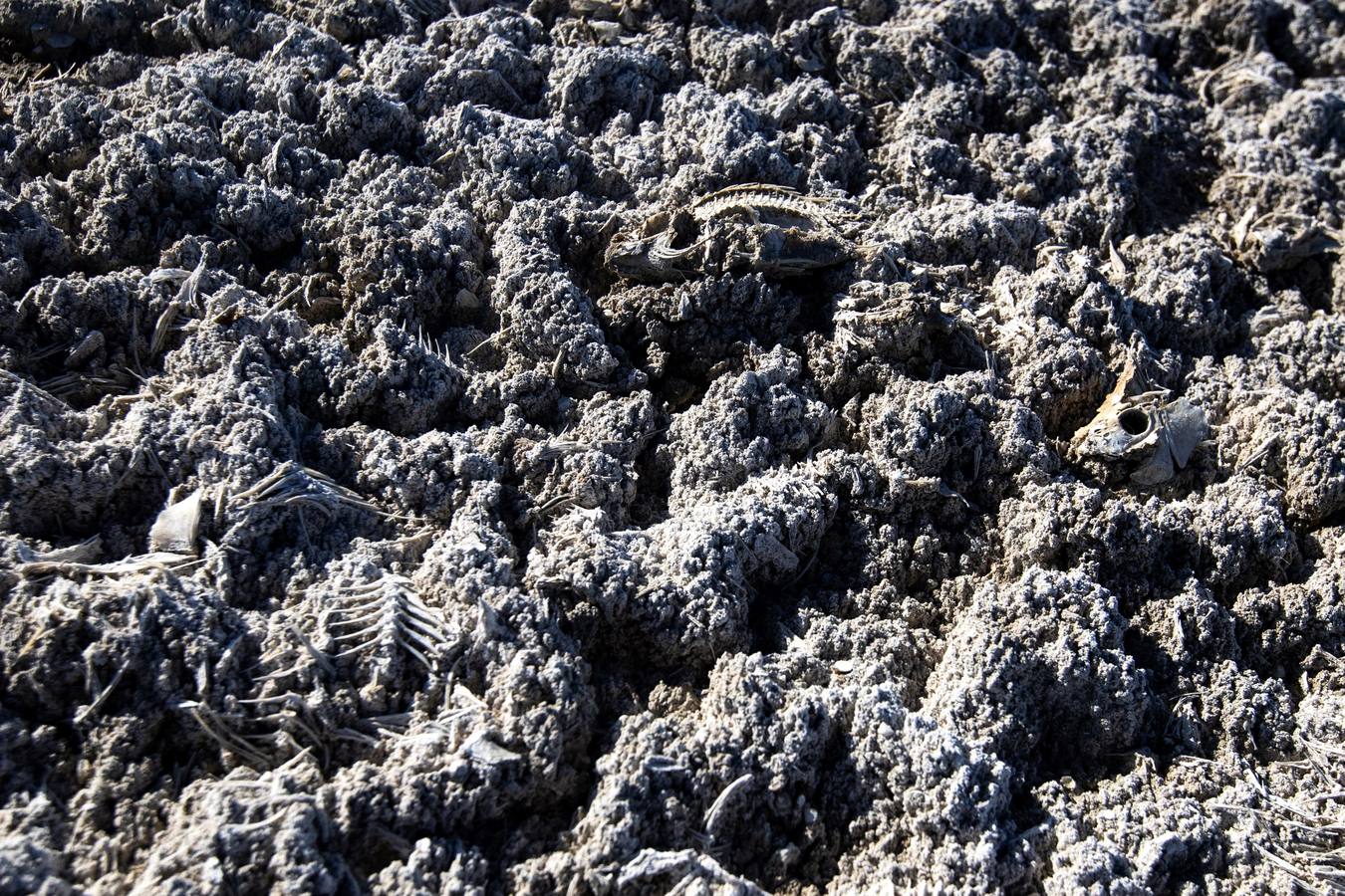 El Lago Salton, poco profundo y salino, es el lago más grande de California, donde miles de aves migratorias utilizan sus orillas y aguas para reponer fuerzas y descansar. A medida que el lago se contamina más y se reduce por el uso de la agricultura y la sequía en los últimos años, la población de aves migratorias ha experimentado un descenso drástico.