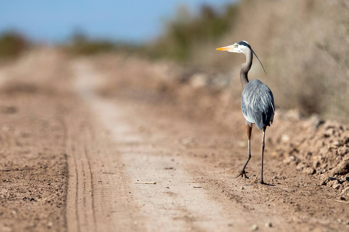 El Lago Salton, poco profundo y salino, es el lago más grande de California, donde miles de aves migratorias utilizan sus orillas y aguas para reponer fuerzas y descansar. A medida que el lago se contamina más y se reduce por el uso de la agricultura y la sequía en los últimos años, la población de aves migratorias ha experimentado un descenso drástico.