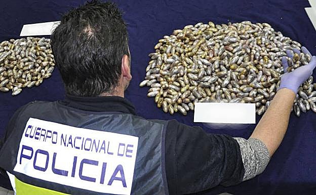Ocho detenidos que trajeron 1.100 bellotas de hachís en su cuerpo desde Marruecos