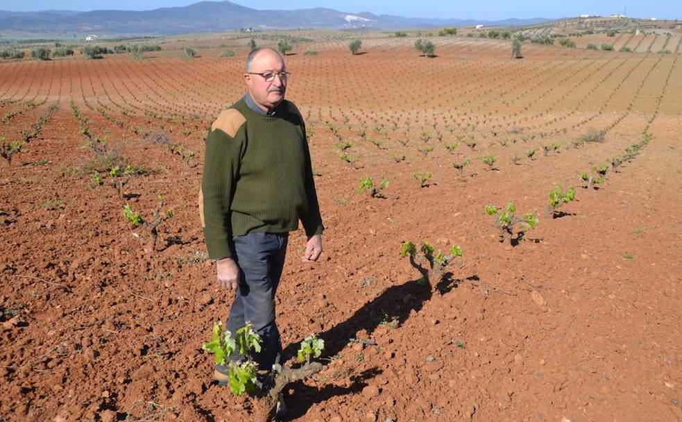 Francisco Amaya (69 años) tiene una jubilación activa y sigue al frente de su explotación de viñas y olivos. :: 