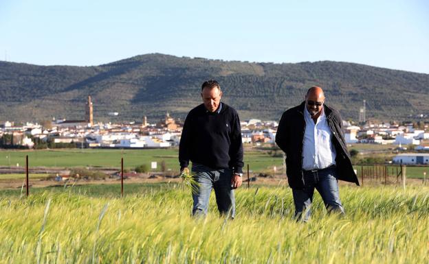 Galería. Cándido Méndez y Antonio Mateos, dos agricultores de Llerena, caminan por una parcela sembrada de cebada. :: BRÍGIDO