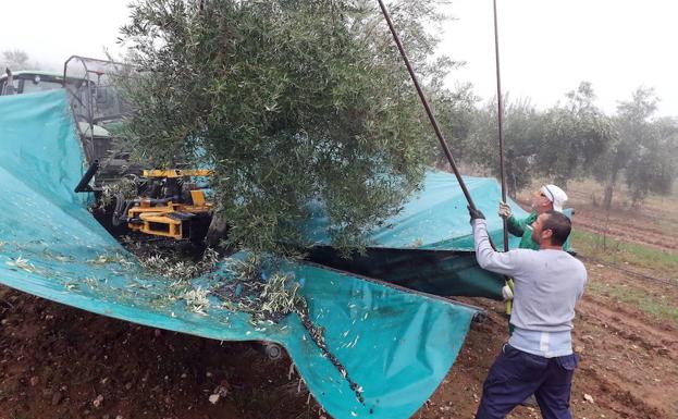 Recogida de la aceituna en una parcela en Monterrubio de la Serena en diciembre pasado.