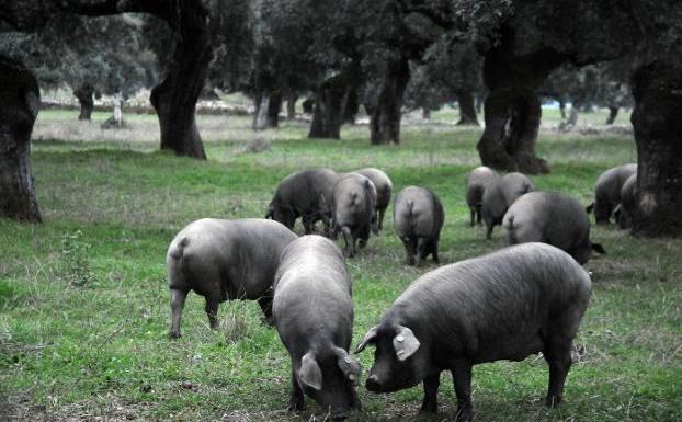 Cerdos ibéricos puros comen bellota en una finca de Salvatierra de los Barros, en la Sierra Suroeste. / BRÍGIDO