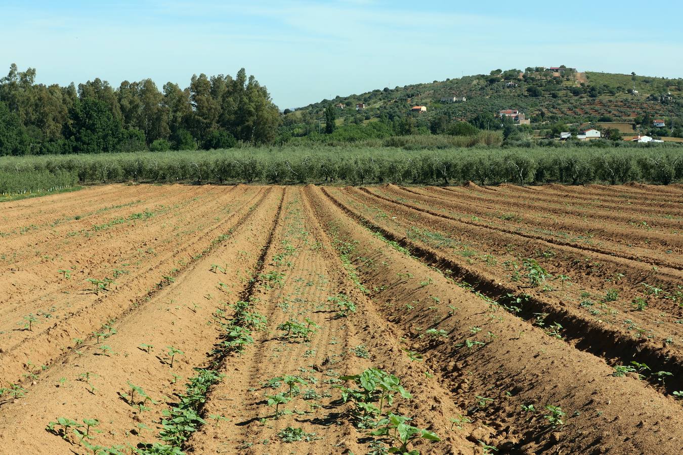 Los últimos datos oficiales hablan de 22.800 hectáreas, casi todas en parcelas donde antes se sembraban frutales, maíz o tomate.