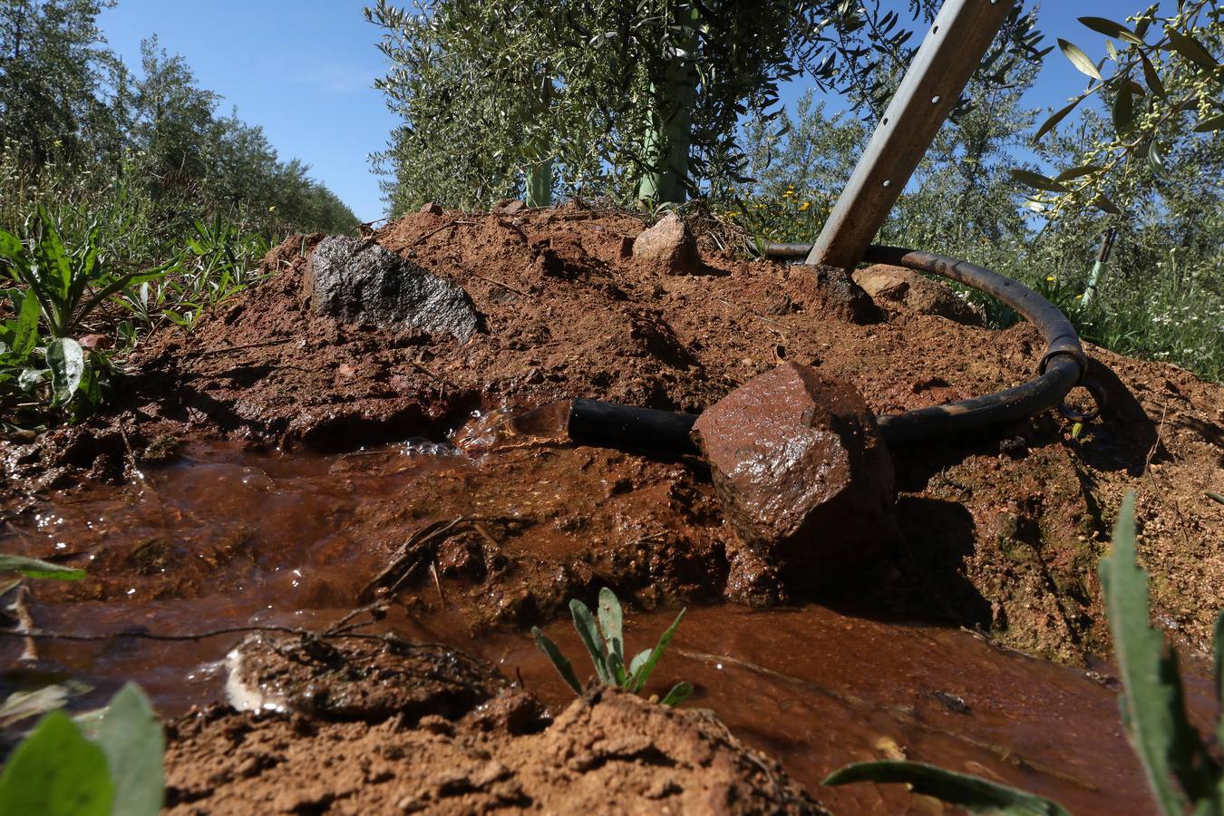 Los últimos datos oficiales hablan de 22.800 hectáreas, casi todas en parcelas donde antes se sembraban frutales, maíz o tomate.