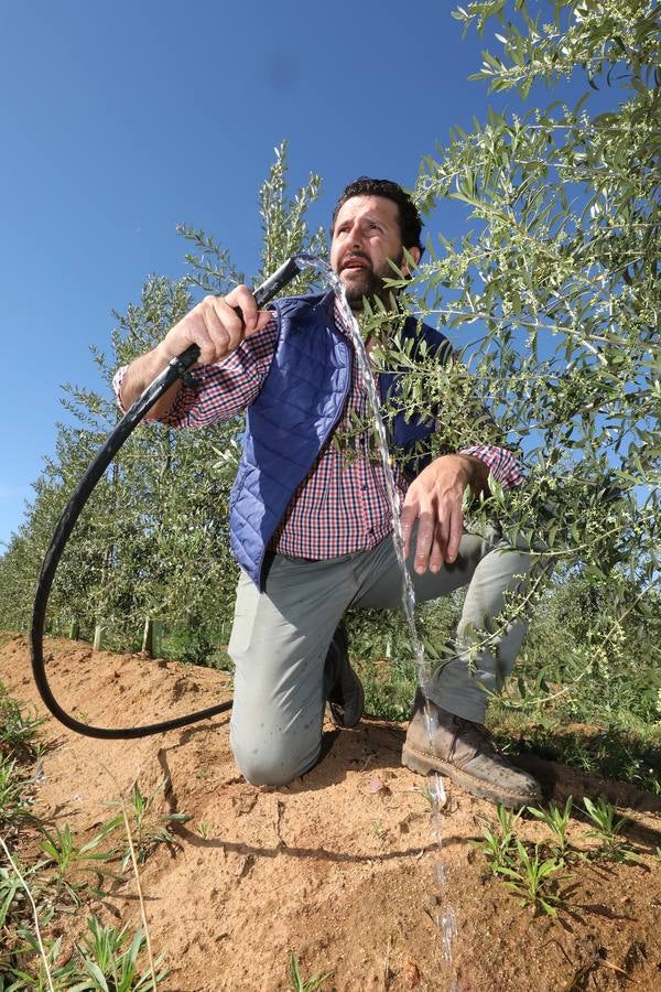 Los últimos datos oficiales hablan de 22.800 hectáreas, casi todas en parcelas donde antes se sembraban frutales, maíz o tomate.