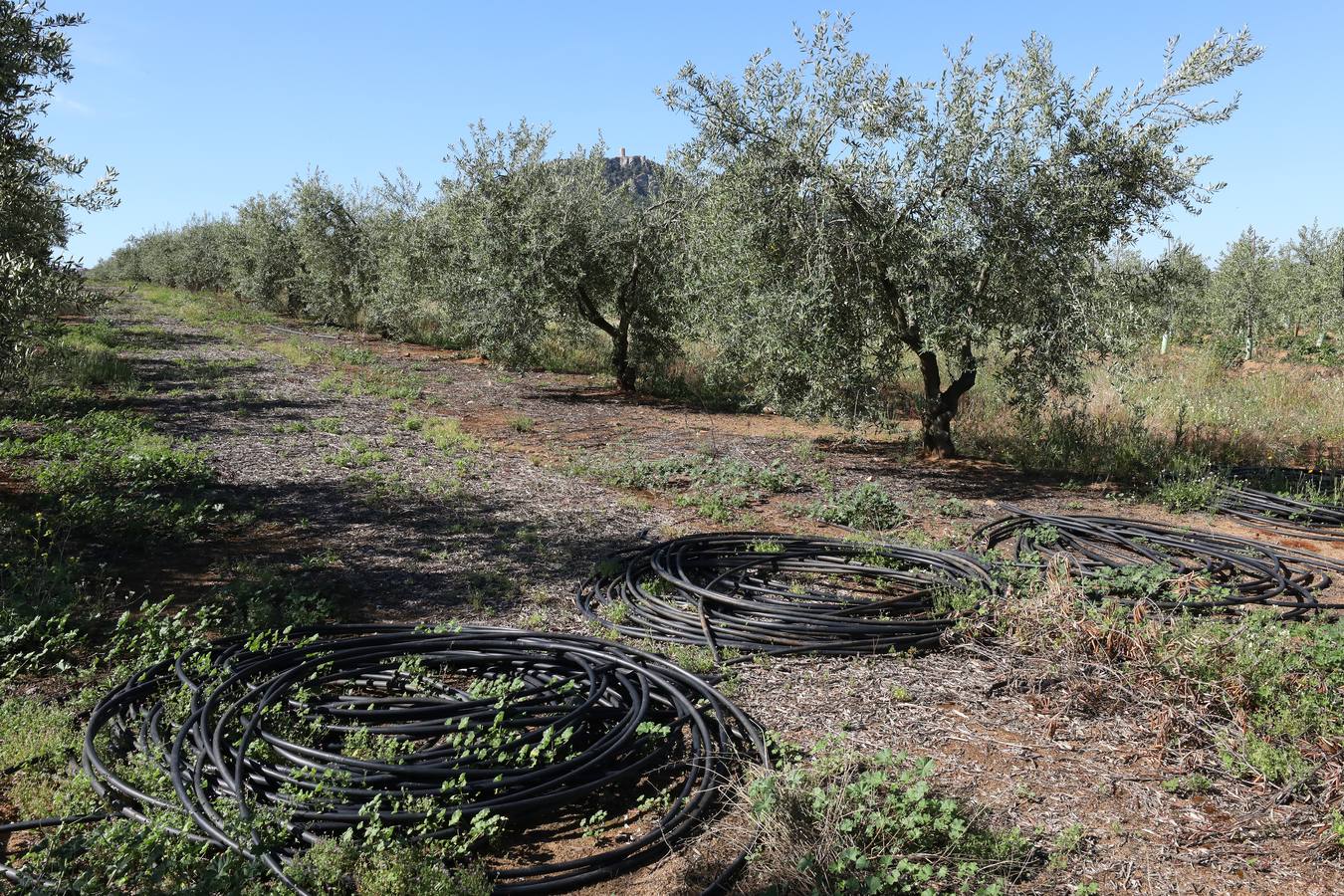 Los últimos datos oficiales hablan de 22.800 hectáreas, casi todas en parcelas donde antes se sembraban frutales, maíz o tomate.