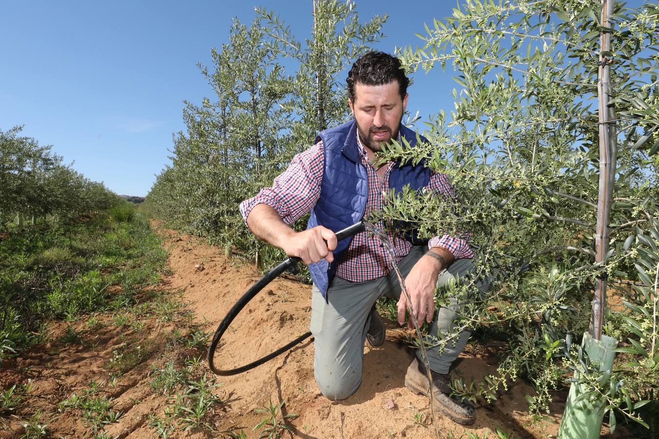 Los últimos datos oficiales hablan de 22.800 hectáreas, casi todas en parcelas donde antes se sembraban frutales, maíz o tomate.