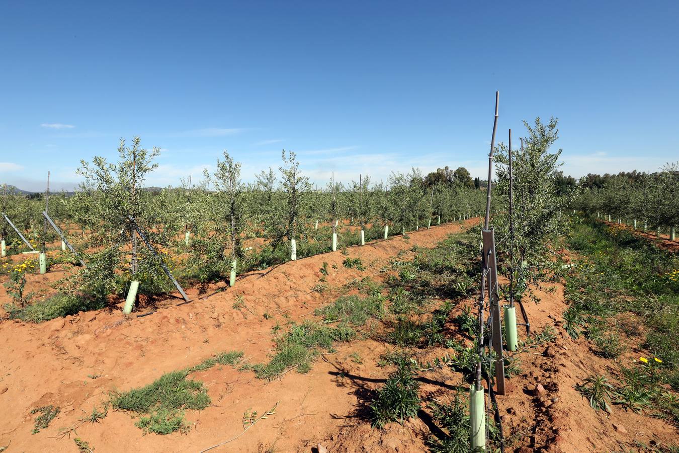 Los últimos datos oficiales hablan de 22.800 hectáreas, casi todas en parcelas donde antes se sembraban frutales, maíz o tomate.