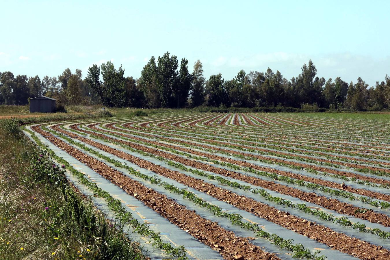 Con Enviroplast los agricultores se benefician de las bondades del acolchado pero sin dejar ningún residuo en la tierra