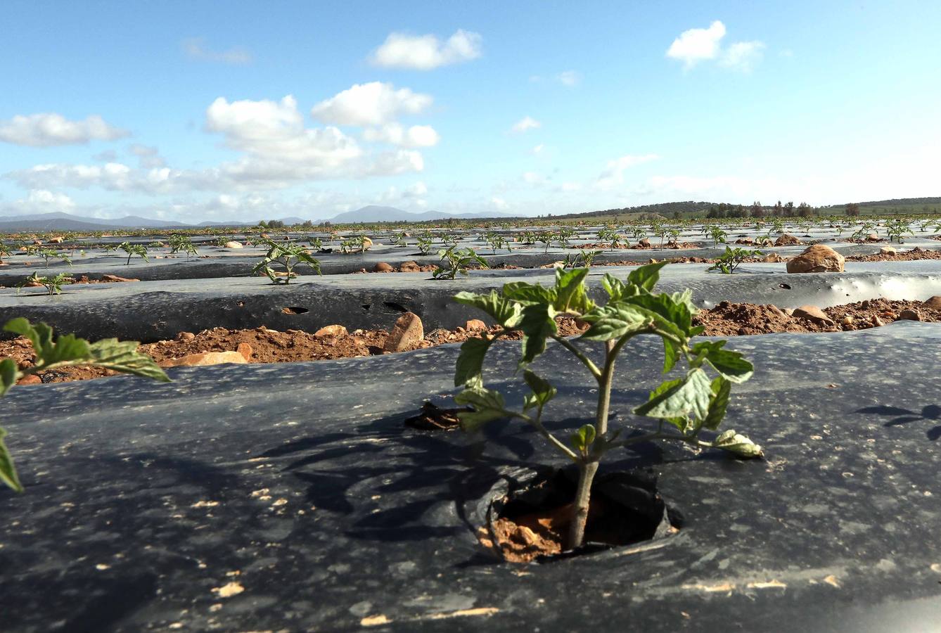 Con Enviroplast los agricultores se benefician de las bondades del acolchado pero sin dejar ningún residuo en la tierra