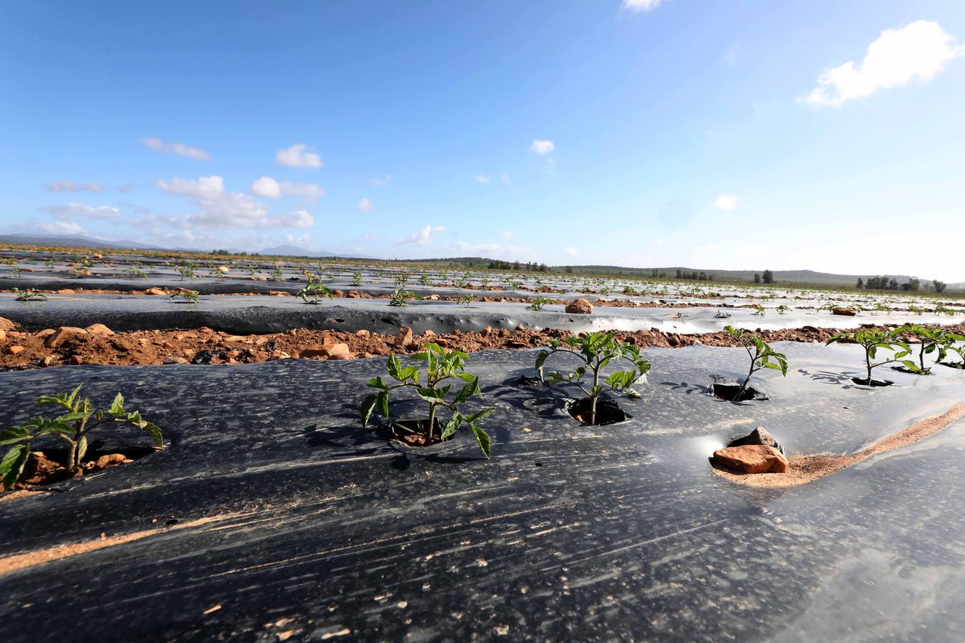 Con Enviroplast los agricultores se benefician de las bondades del acolchado pero sin dejar ningún residuo en la tierra