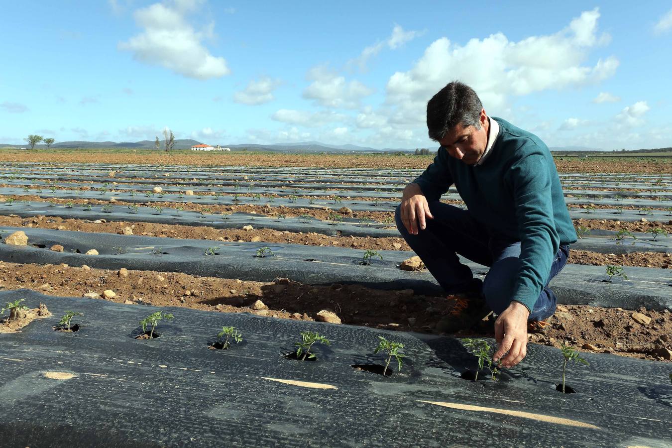 Con Enviroplast los agricultores se benefician de las bondades del acolchado pero sin dejar ningún residuo en la tierra