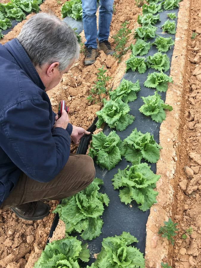 Con Enviroplast los agricultores se benefician de las bondades del acolchado pero sin dejar ningún residuo en la tierra