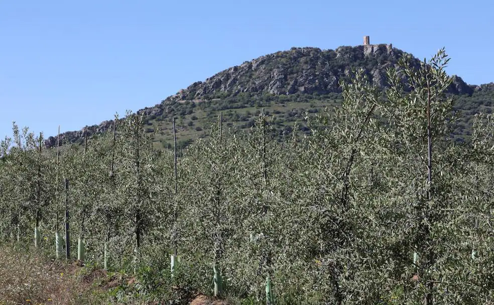 La superficie de olivos en intensivo y superintensivo ha crecido un 53% en Extremadura entre 2014 y 2018