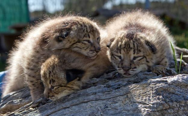 Buscan nombre para dos de los cachorros de lince nacidos en Zarza de Granadilla