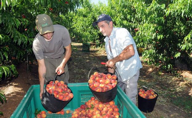 Recogida de la fruta en una parcela de Arroyo de San Serván. 