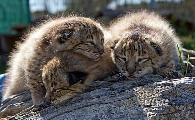 Quimo y Quirina, nombres para dos cachorros de lince nacidos en Granadilla