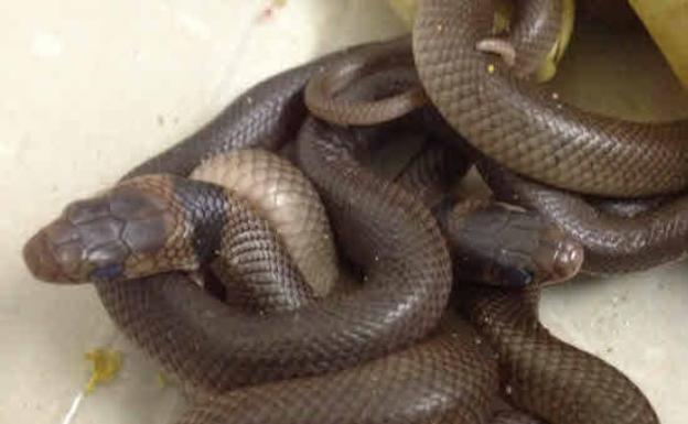 Crías de serpiente venenosa junto a sus huevos en Australia