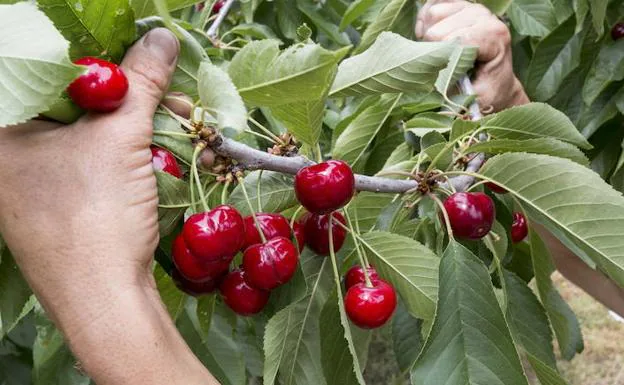 Recogida de cerezas en el Valle del Jerte:: HOY