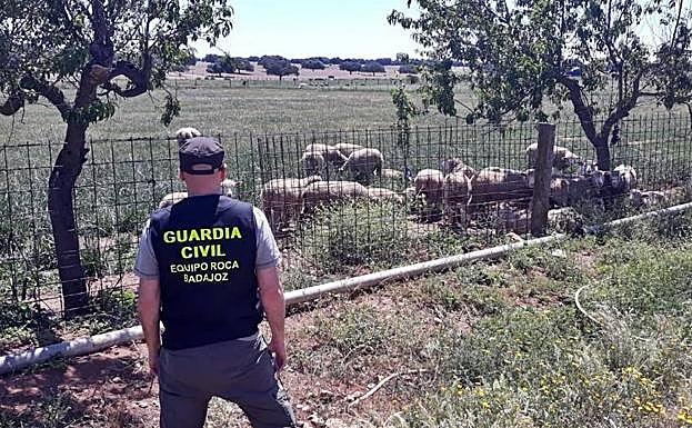 Investigan a un vecino de Valencia de Alcántara por el robo de 20 borregos en Talavera