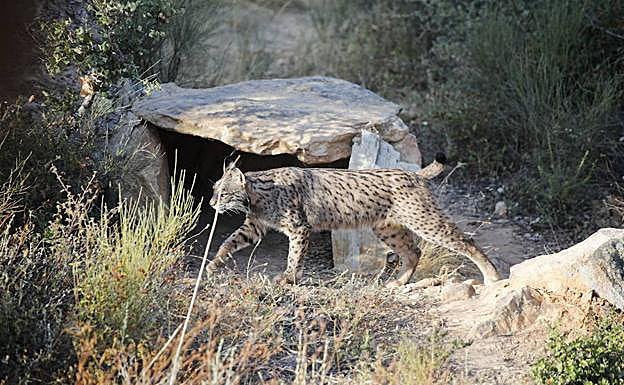 Lince ibérico:: HOY