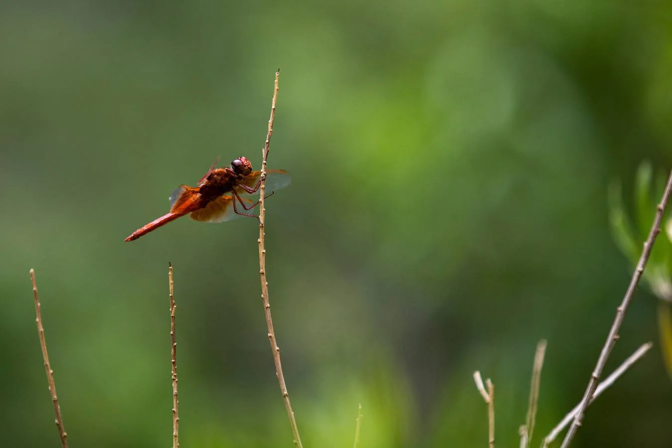 Una libélula se aferra a una planta cerca de las cataratas Darwin