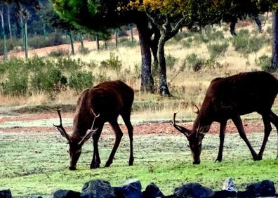 Imagen secundaria 1 - Paisajes y fauna de La Siberia