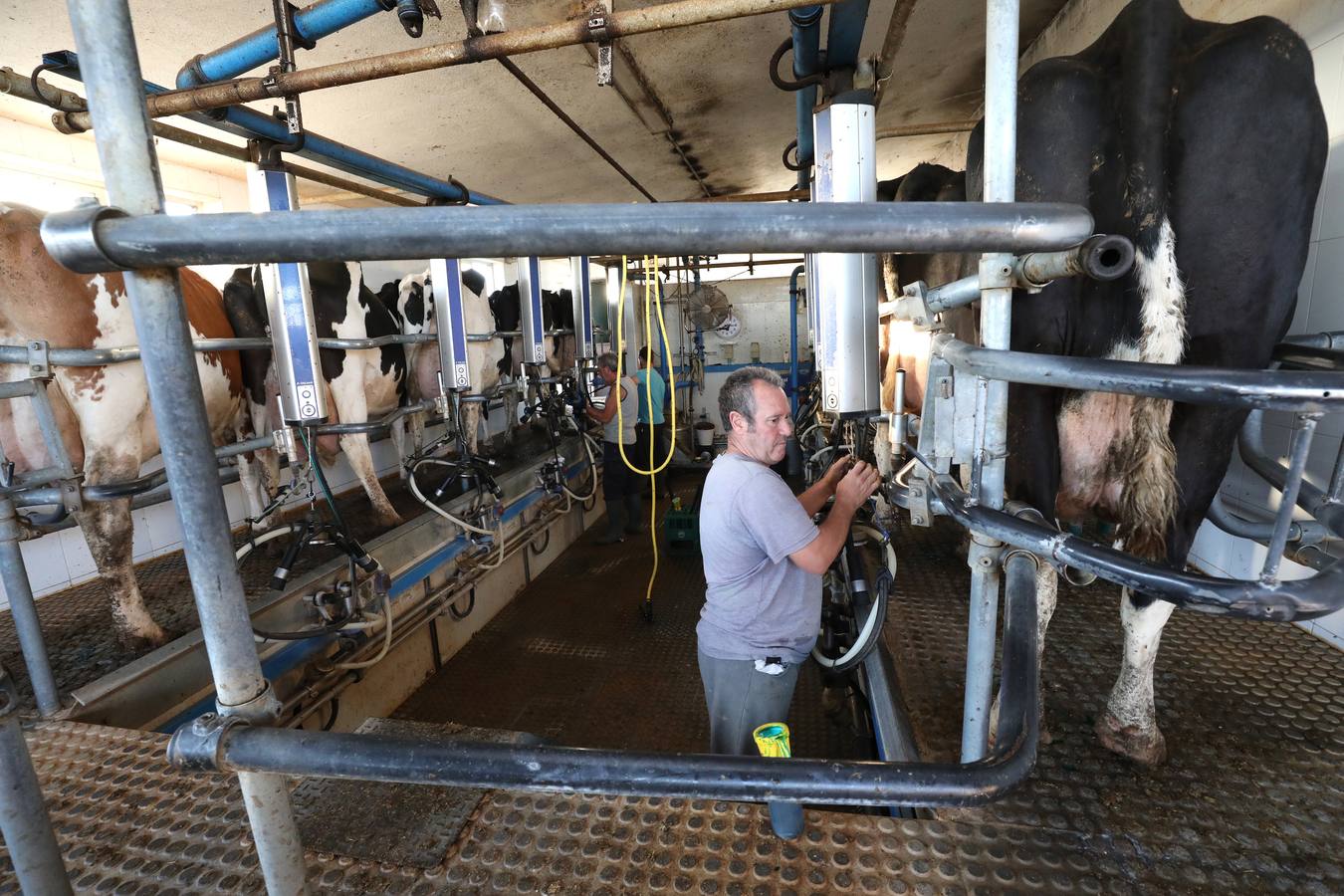 Fotos: El vacuno de leche resiste y siguen activas un centenar de explotaciones en la región