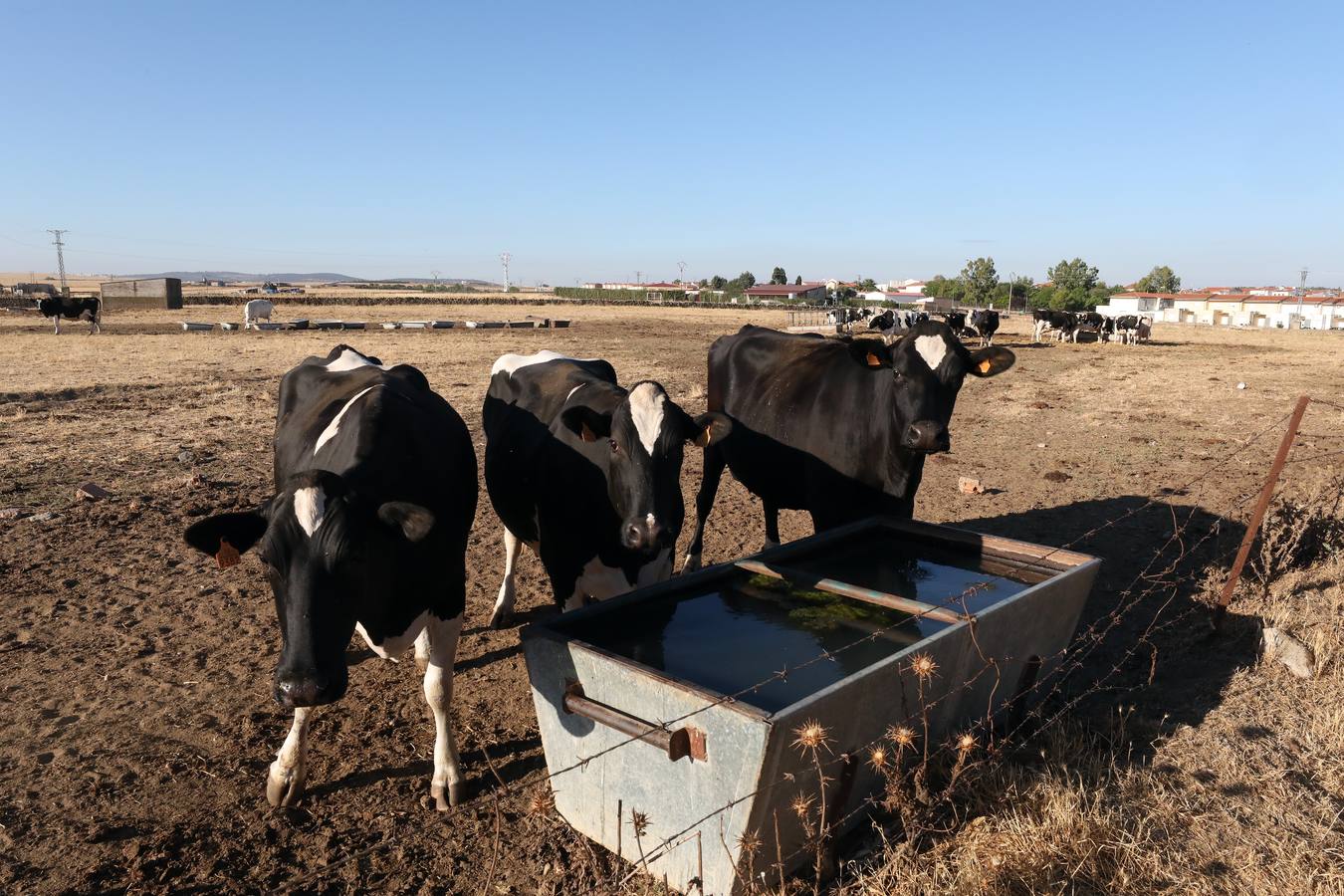 Fotos: El vacuno de leche resiste y siguen activas un centenar de explotaciones en la región