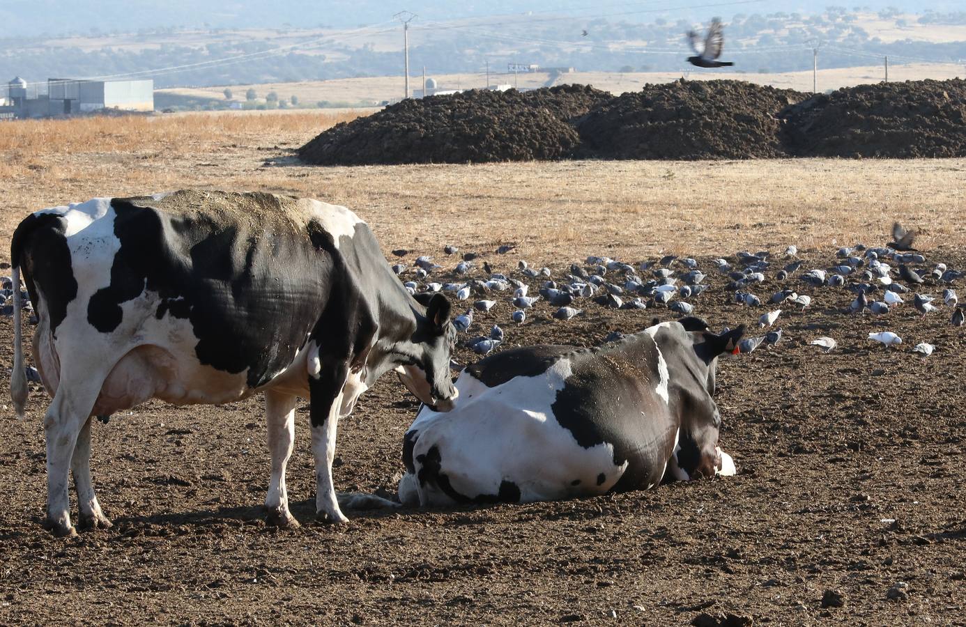 Fotos: El vacuno de leche resiste y siguen activas un centenar de explotaciones en la región