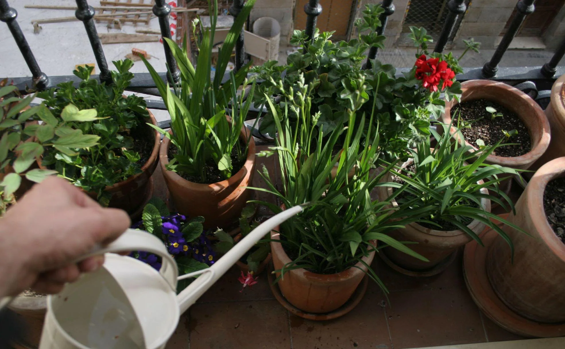 Una persona riega unas plantas con una regadera.
