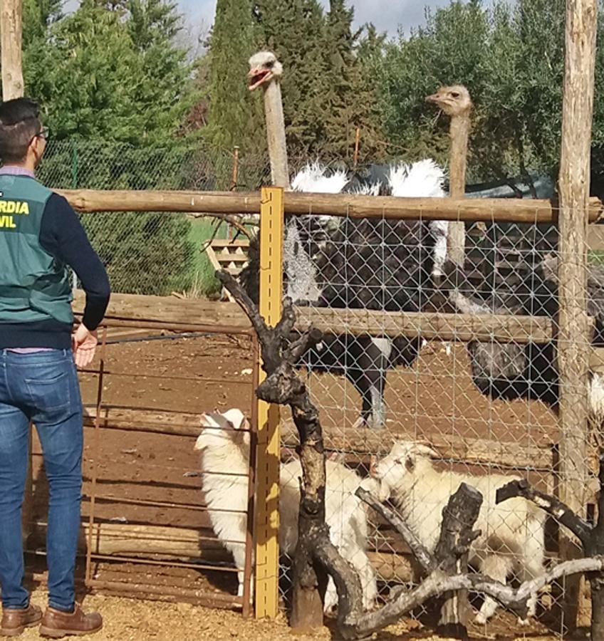 Fotos: Desmantelado un zoológico ilegal en Villafranca de los Barros