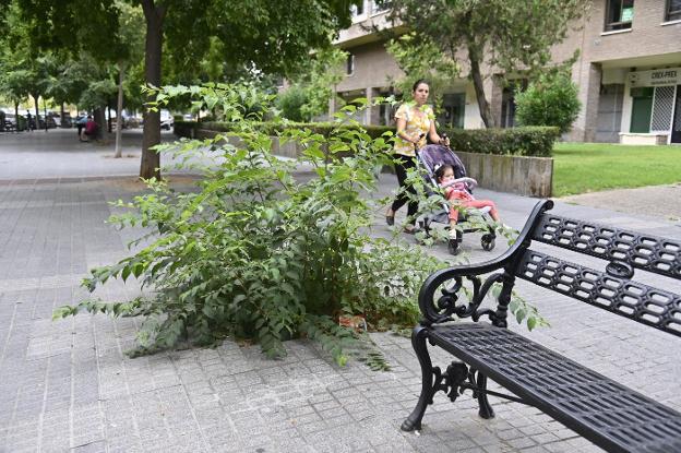 En este alcorque desapareció el árbol y no ha sido repuesto. JOSÉ VICENTE ARNELAS