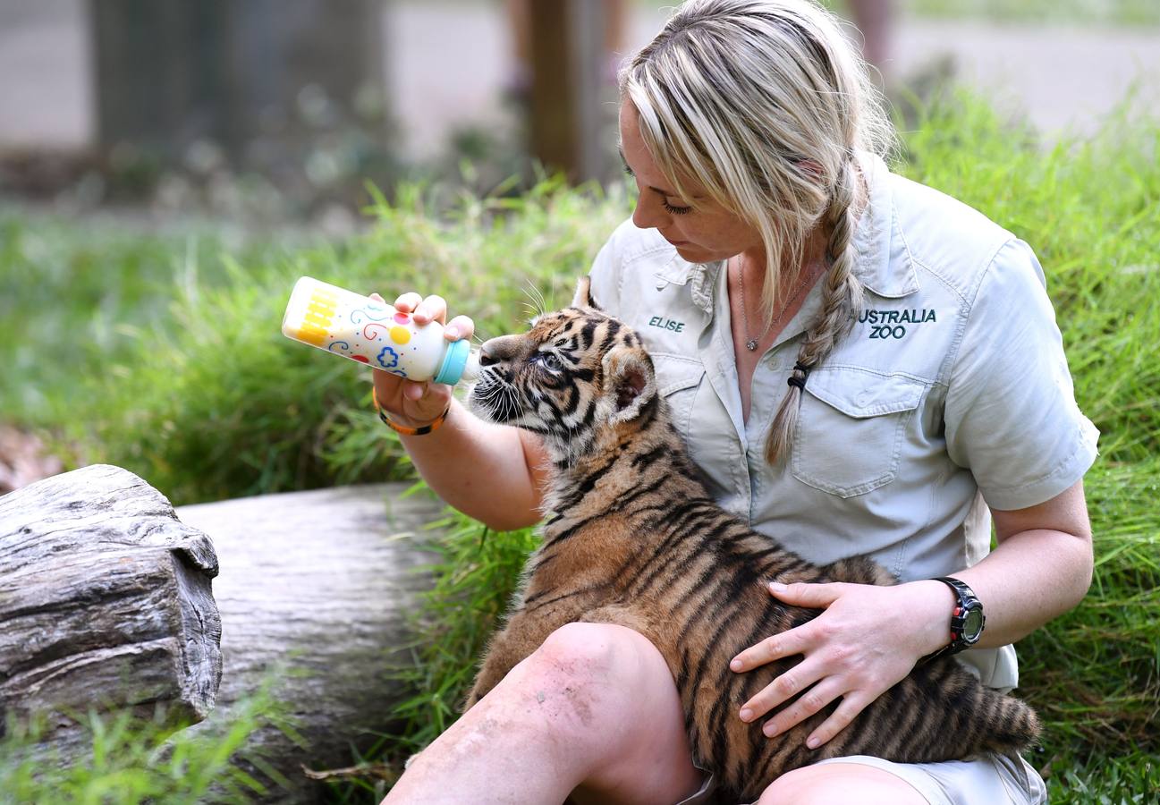 Nelson, un cachorro de tigre de Sumatra de ocho semanas de edad, será visto en su primera salida en el Día Internacional del Tigre en el Zoológico de Australia en Beerwah