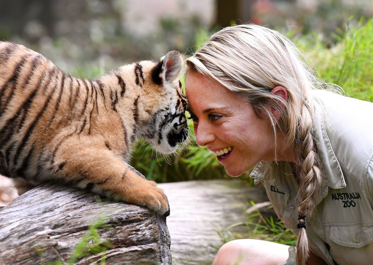 Nelson, un cachorro de tigre de Sumatra de ocho semanas de edad, será visto en su primera salida en el Día Internacional del Tigre en el Zoológico de Australia en Beerwah